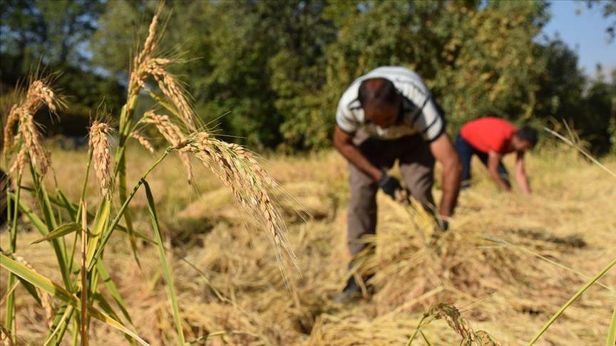 Çukurca’da çiftçiler ata tohumu çeltiğin hasadını el birliğiyle yapıyor