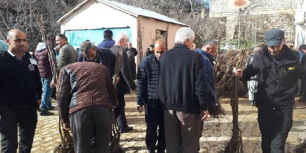 Çukurca’da çiftçilere 10 bin fidan dağıtıldı