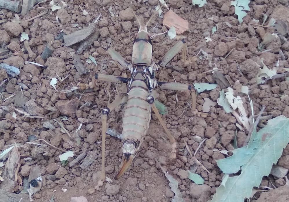 Çukurca'da dev çekirge paniği