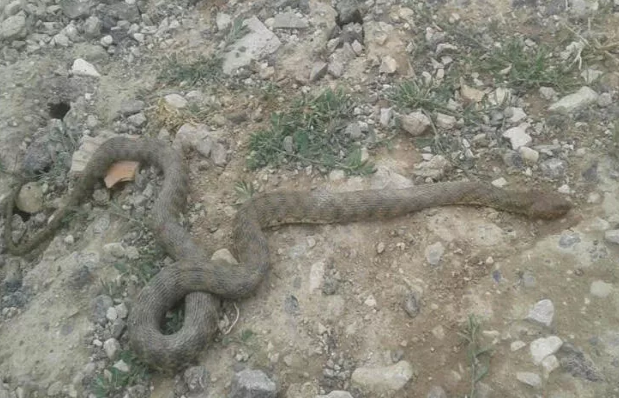 Çukurca'da engerek yılanı paniği