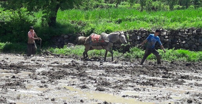 Çukurca'da karasabanlı pirinç üretimi