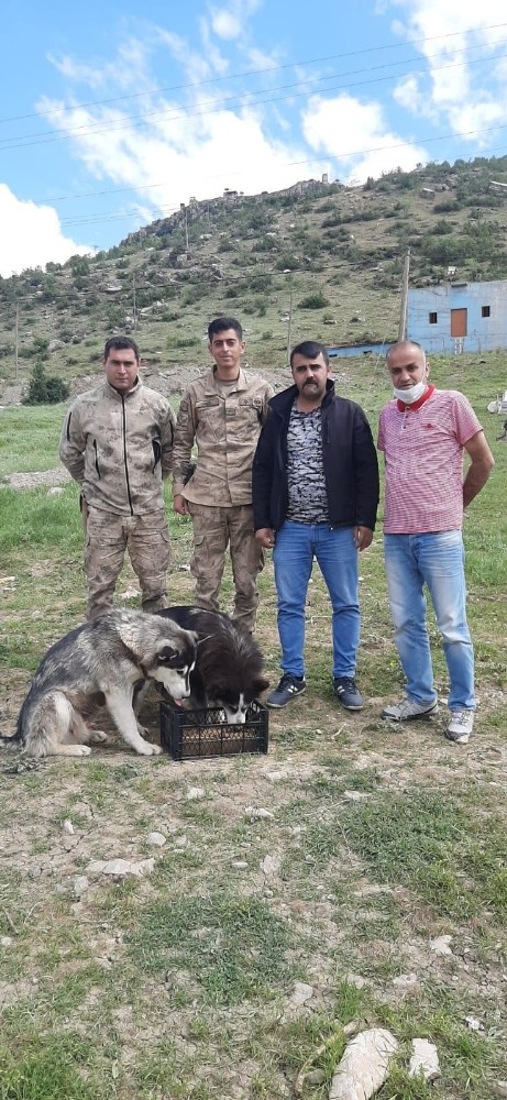 Çukurca’da sokak hayvanlarına mama verildi 