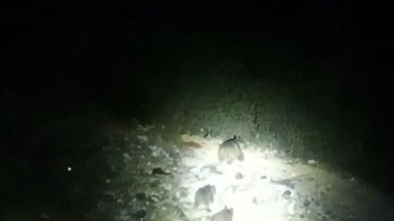 Çukurca’da yola inen ayı ailesi kamerada