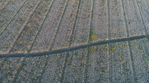 Çukurova'da pamuk eski günlerine dönüyor