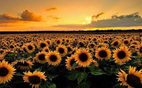 Çukurova’da "sarı altın" patlaması: Ayçiçeği üretimi rekor kırdı, yağ fiyatları düşecek!