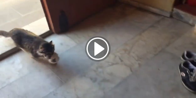 Cuma'da hocaya büyük bir sürpriz hazırlayan kedi