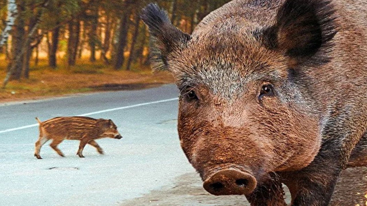 Cumadan çıkan cemaate 'Babamın hayrına' deyip 500 kilo domuz kavurma yedirmiş!