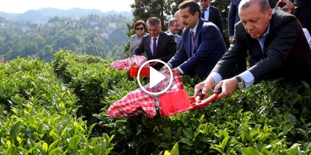 Cumhurbaşkanı Erdoğan çay kesti