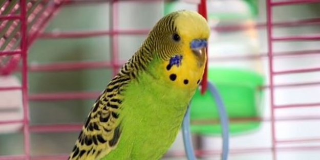 Erdoğan hayranı muhabbet kuşu!