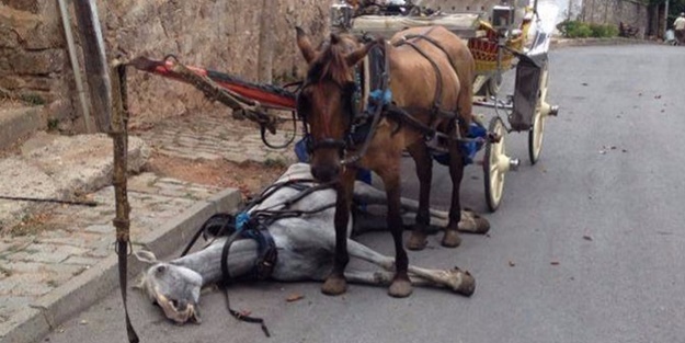 Cumhurbaşkanı Erdoğan noktayı koydu! Eziyet artık sona eriyor