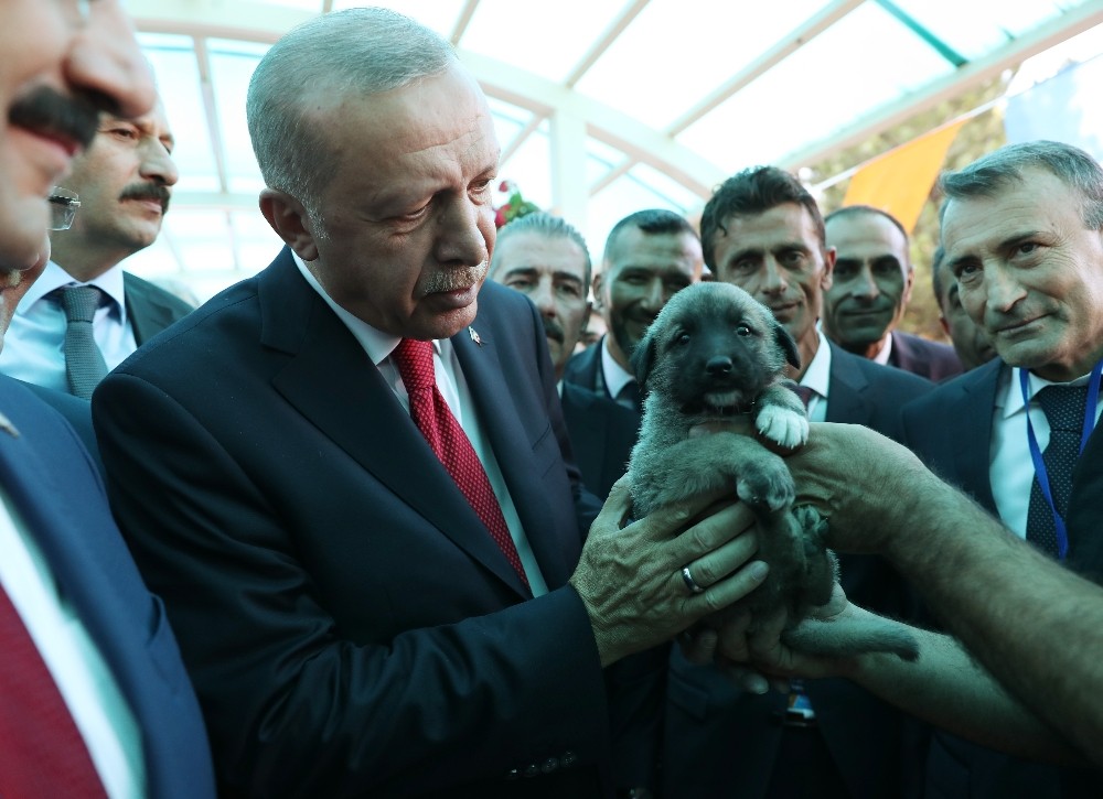 Cumhurbaşkanı Erdoğan’a Kangal yavrusu hediye edildi 