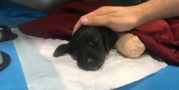 İbrahim Kalın'dan o köpekle ilgili açıklama