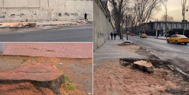 Cumhuriyet hükümetleri içerisinde ağaç dikme şampiyonluğu Erdoğan’da