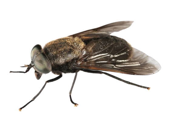 Cumhuriyet'in konuğundan faşist Ümit'e "at sineği" benzetmesi