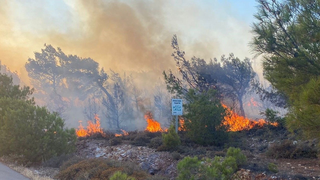 Cunda Adası’ndaki orman yangını büyümeden kontrol altına alındı