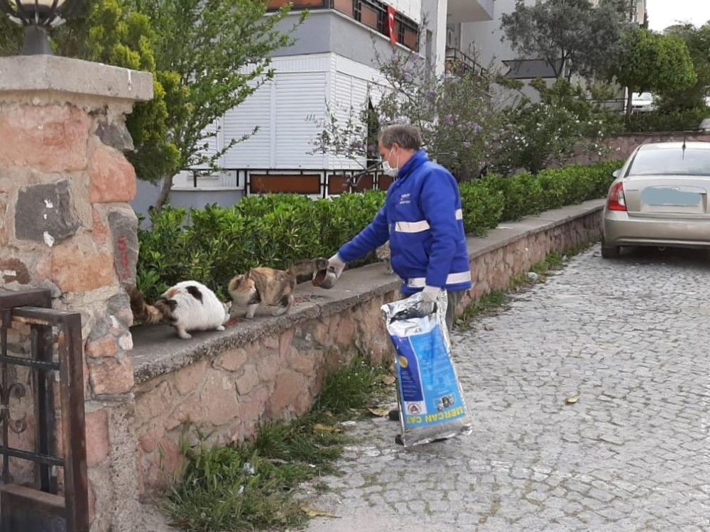 Cunda’nın sembollerinden kediler ve sokak hayvanları unutulmadı 