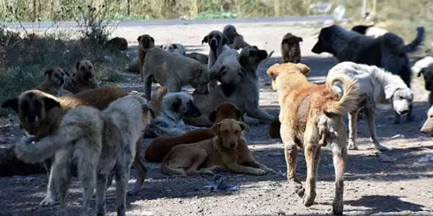 Cüneyt Özdemir sokak köpeği rant lobisini ifşa etti! Ölen çocukların ailesine bu yapılır mı?