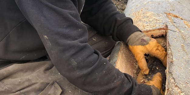 Çürük ağacı kesti, ortasından çıkanı görünce şaşkına döndü