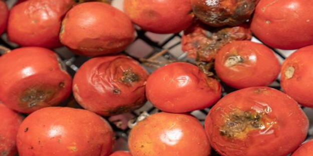 Çürük domateslerin ne işe yaradığını duyan bir daha çöpe atmıyor! Herkes yapmaz demişti! Olur mu demeyin!