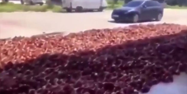 Çürük soğanlar fırsatçılara kaldı