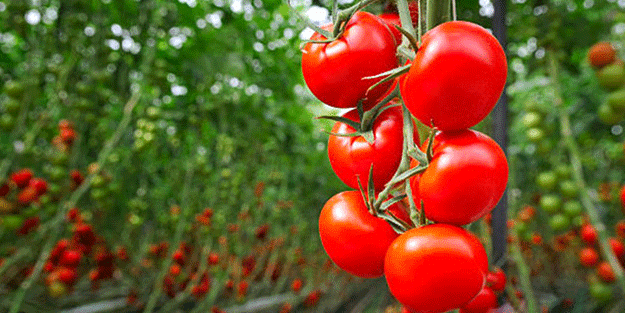 Çürüyen domatesleri sakın atmayın! Bakın ne ürettiler