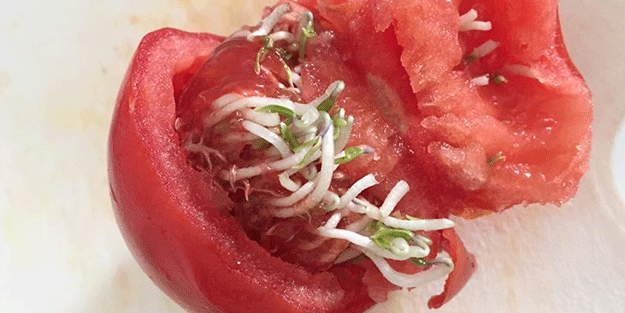 Çürüyen domateslerinizi sakın çöpe atmayın! Bu etkisini ilk kez duyacaksınız