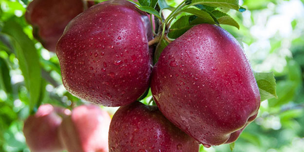 Çürüyen elmaları değerlendirmek için başlamıştı şimdi günde 60 ton üretiyor