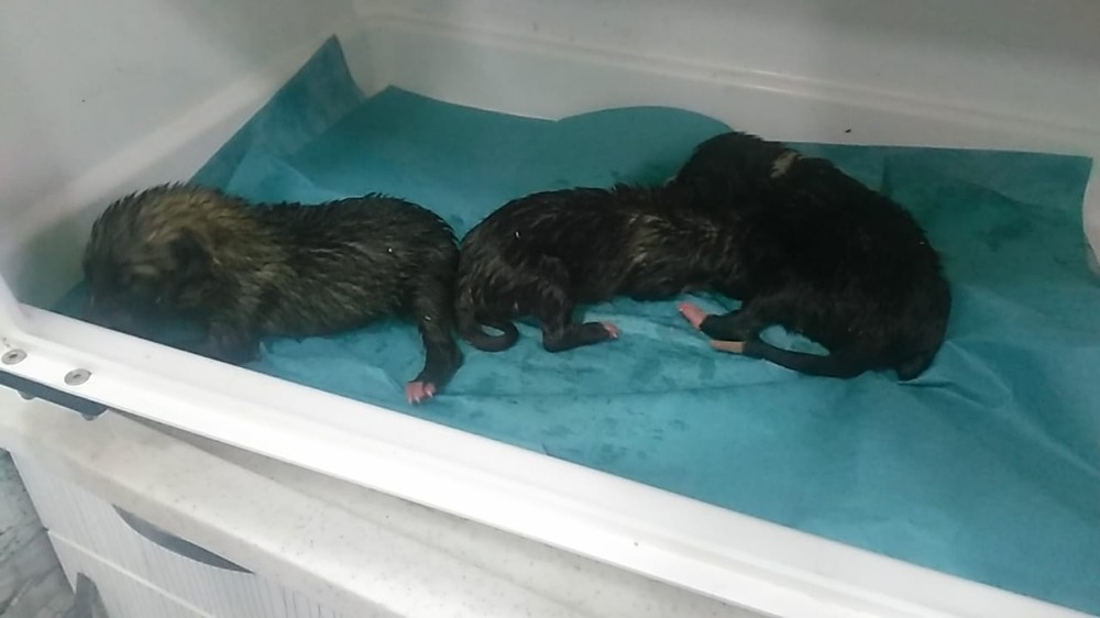 Çuval içinde bırakılan yavru köpekler kurtarıldı 