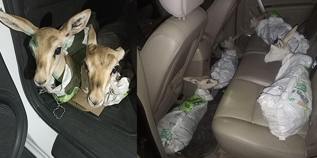 Çuvallara sarılmış halde ceylan yavruları ele geçirildi