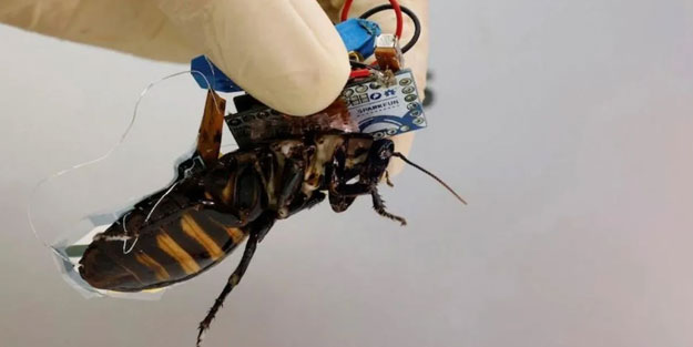 Cybrog hamam böceği yaptılar