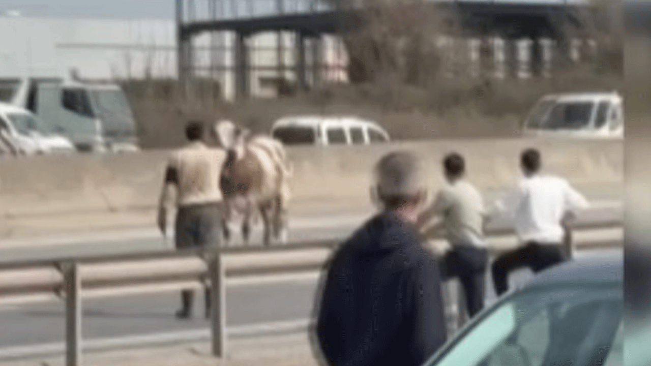 D-100 kara yolundan kaos: Vatandaşlar arabalarını bırakıp peşinden koştu!