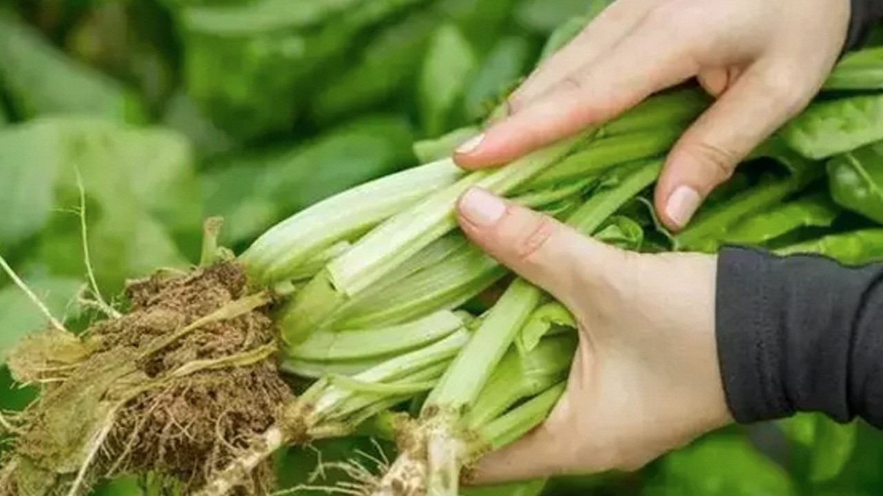 D vitamini zengini: Yaşlanmayı yavaşlatan vitamin demir eksikliğini önlüyor! Bilim insanları açıkladı