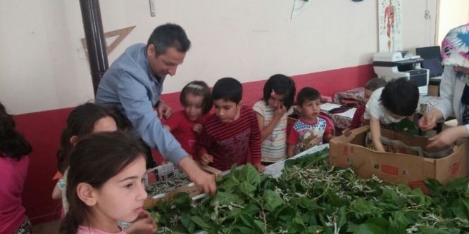 Köy okulunda ipek böceği üretimi