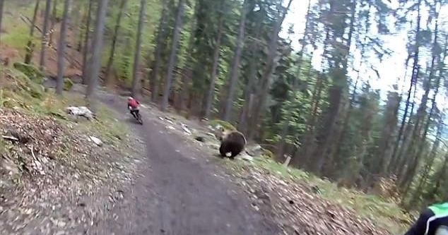 Bisikletçiler ayıdan kıl payı kurtuldu