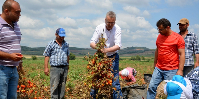 Karacabey ovasında domates hasadı başladı
