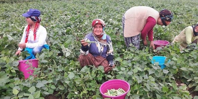 Payas’ta taze fasulye hasadı başladı