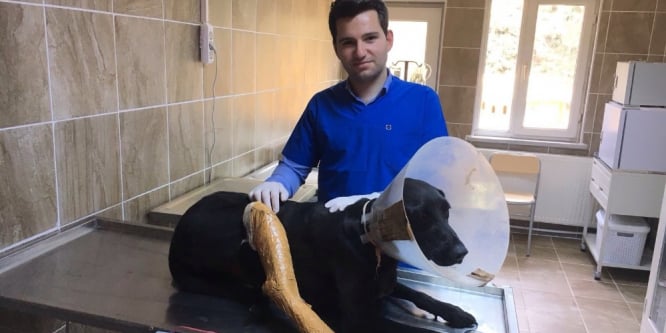 Yaralanan sokak köpeği tedavi edildi
