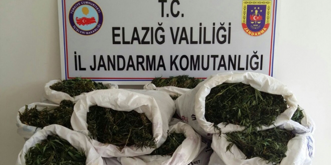 Elazığ’da 3 bin 125 kök Hint keneviri ve 75 kilo esrar ele geçirildi