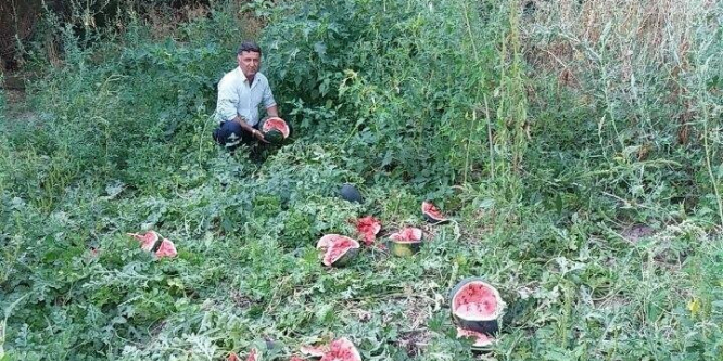 Erzincan’da ayılar tarladaki karpuzları parçaladı