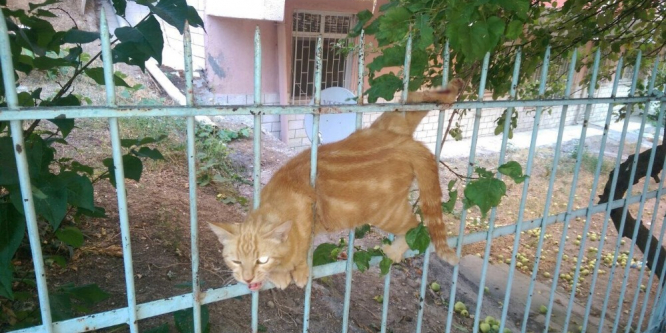 Demirlere sıkışan kediyi itfaiye kurtardı