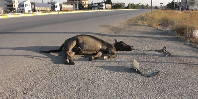 Başıboş eşek kazaya sebep oldu