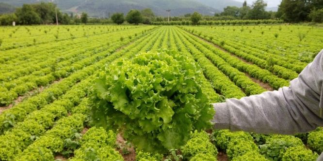 Çarşı-pazarda 2 lira, tarlada 30 kuruşa alan yok