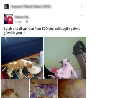Sosyal medyadan köpek satışına ceza verildi