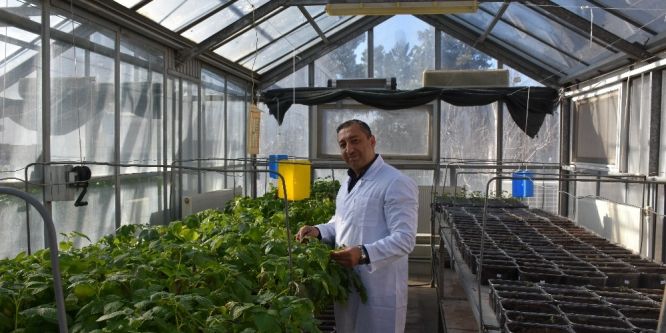 Niğde’de 3 yerli patates daha tescillendi