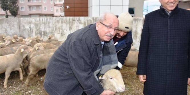 Koyun yetiştiricilerine damızlık koç dağıtıldı