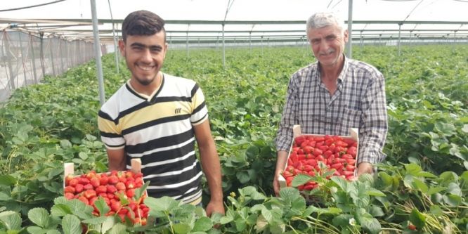 Çilek üretimi yarıya düştü