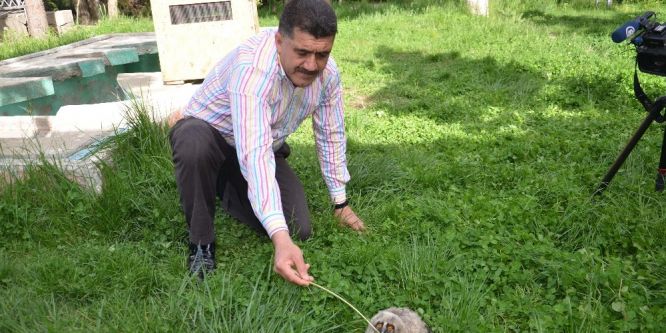 Yavru puhu koruma altına alındı