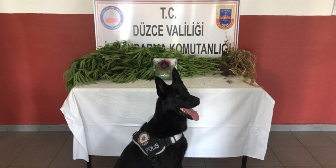 Jandarmadan uyuşturucuya geçit yok