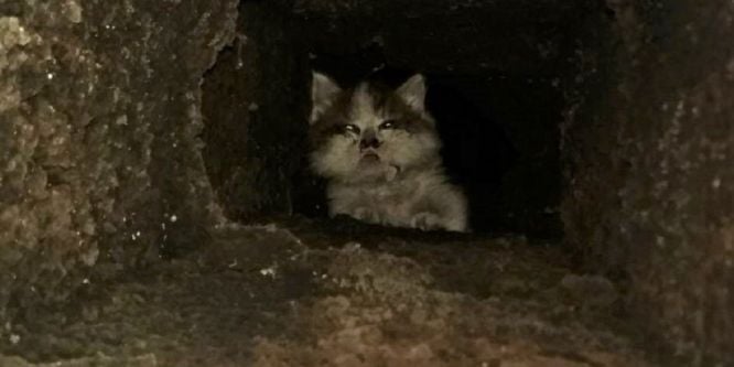 Havalandırma boşluğunda sıkışan kedi duvar kırılarak kurtarıldı