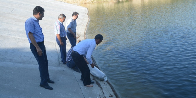 Kula’da gölete 5 bin balık bırakıldı